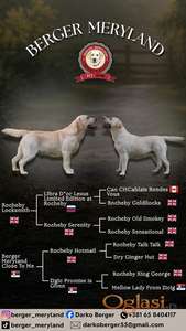 Stenci LABRADOR retrivera